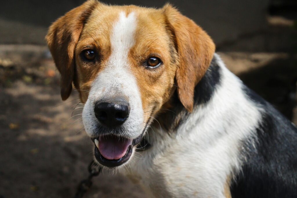 Close-up of a beagle dog outdoors, smiling and looking at the camera under bright sunlight.
