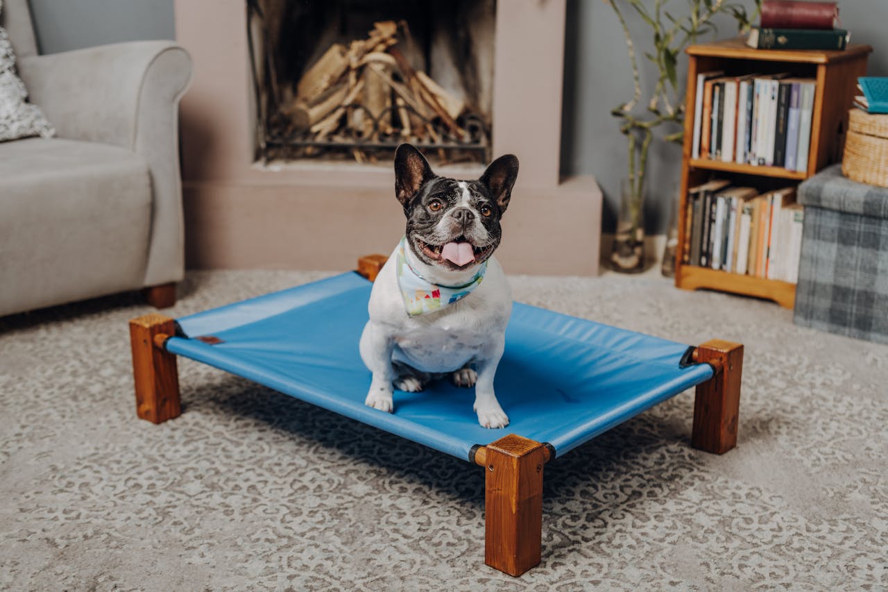 Cute French Bulldog sitting on a blue elevated bed indoors, displaying a joyful expression.